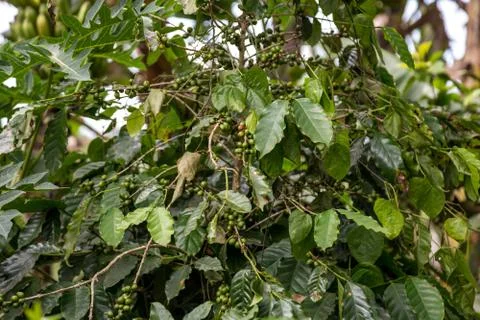 Vinales, Cuba, Stock Photos