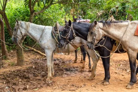 Vinales, Cuba, Stock Photos