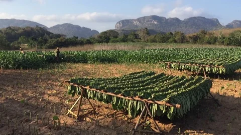 Vinales Cuba - Tobacco Fields (Cigars) Farm Stock Footage 116539745