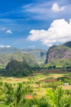 The vinales valley in cuba Stock Photos