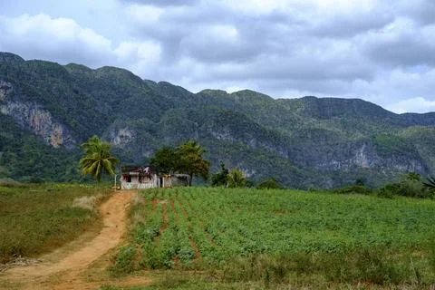 Vinales Valley Cuba Stock Photos