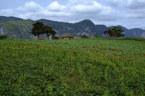 Vinales Valley Cuba Stock Photos