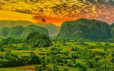 Vinales Valley Landscape Sunset Dramatic Sky Bird Flying Green Fields Mount.. Stock Photos