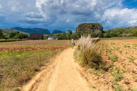 Vinales valley Stock Photos