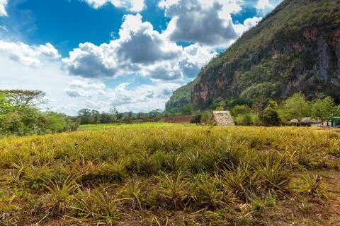 Vinales valley Stock Photos