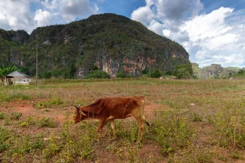 Vinales valley Stock Photos