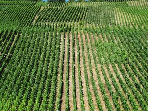 Vinayards plots Foto stock