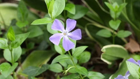 Vinca difformis 02 Stock Footage 150860237