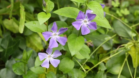 Vinca difformis Stock Footage 150860264