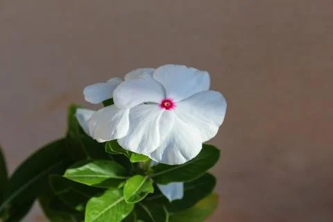 Vinca Flower Stock Photos
