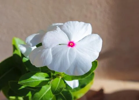 Vinca flower Stock Photos