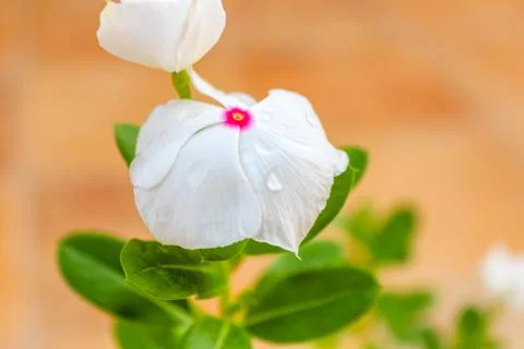 Vinca flower Stock Photos
