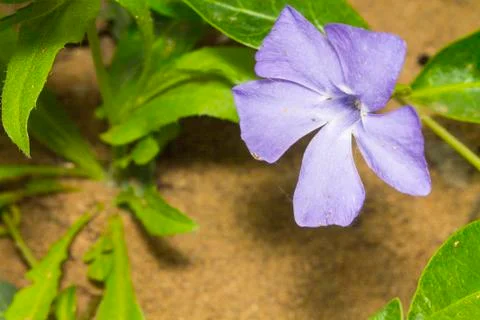 Vinca flower Stock Photos