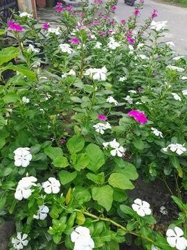Vinca flower Stock Photos