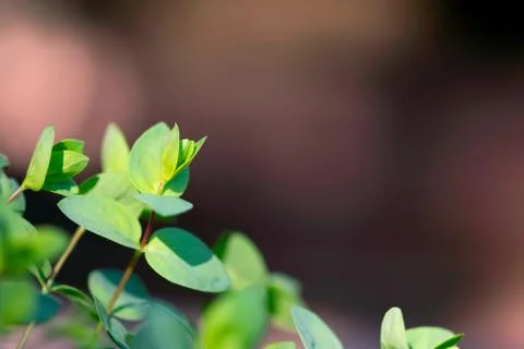 Vinca Leaf Buds Stock Photos
