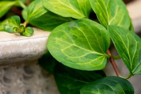 Vinca Leaf Closeup Foto stock
