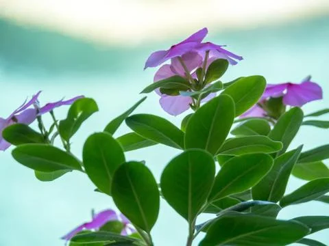 Vinca in low light Stock Photos