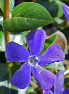 Vinca major Stock Photos