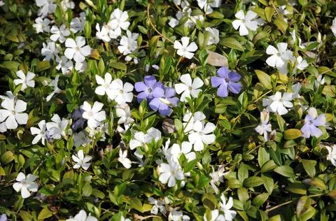  Vinca minor Alba, Immergrün, Periwinkle weiß- und blaublühende Pflanzen C Stock Photos