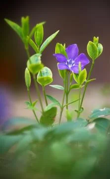 Vinca minor bowles Stock Photos