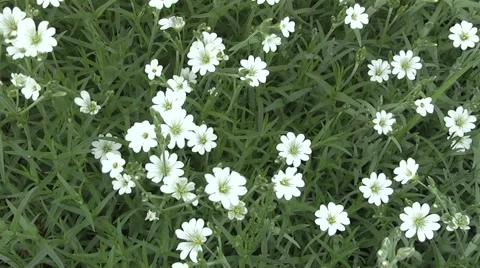 Vinca minor in color Stock Footage 5504343