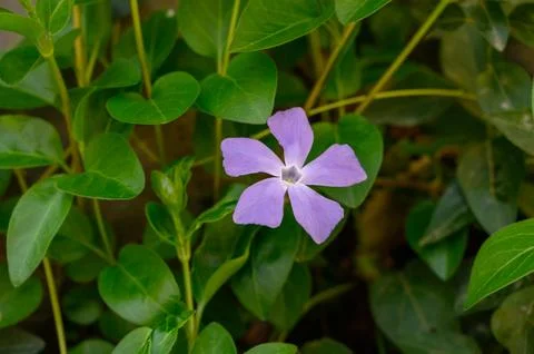 Vinca Periwinkle Flower with Trailing Stems and Glossy Leaves Fotos Stock