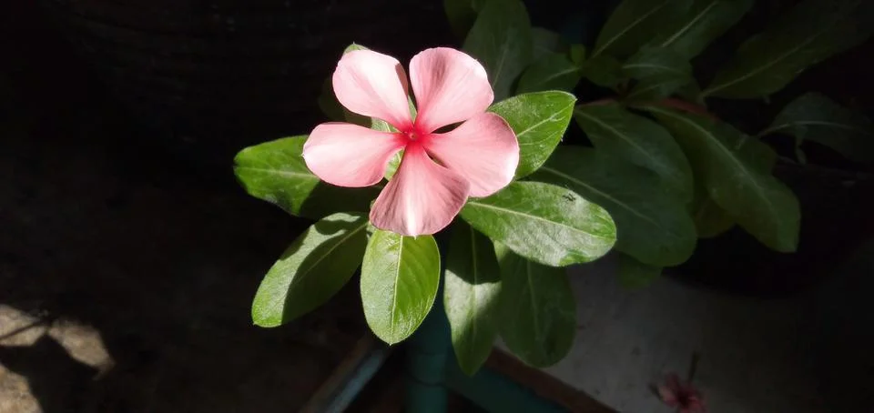 Vinca Stock Photos