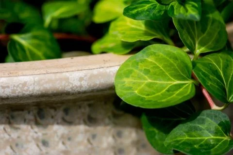 Vinca Vine Leaf Foto stock
