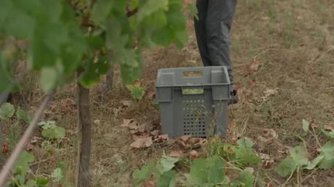 Vindimas Grape Picker Walking Past Harvest Crate in Portuguese Vineyard Stock Footage 344438197
