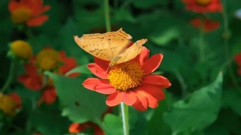 Vindula dejone malay cruiser on blooming flower Stock Footage 276668280