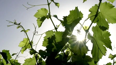 Vine in the afternoon Stock Footage 156865400