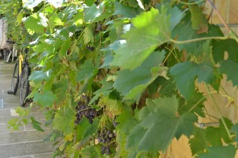 Vine and Bicycle Stock Photos