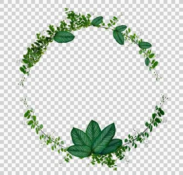 Vine and leaf monstera Circle of Isolates Used in design Border Frame made of Stock Photos