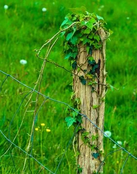Vine and wires in a post Stock Photos