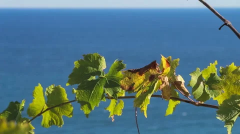 Vine on a background of blue sea Stock Footage 56608940