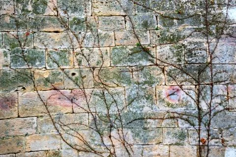 Vine background. Old wall covered with leafless vine in early spring Stock Photos
