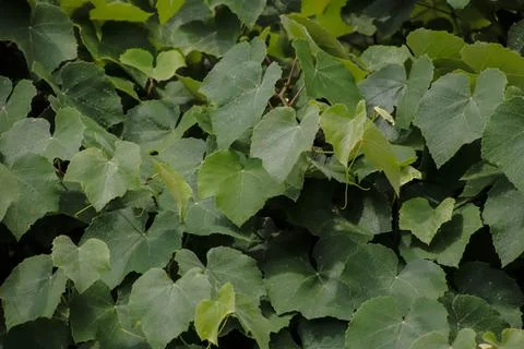 Vine background Stock Photos