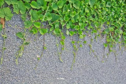 Vine backgrounds Stock Photos