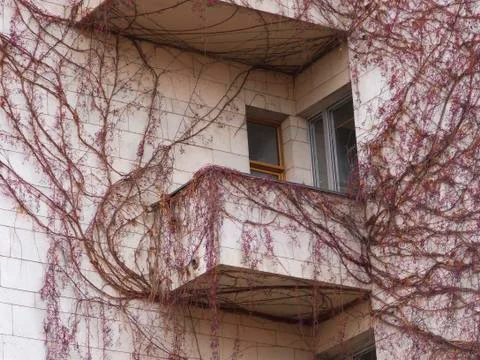 Vine on a balcony Stock Photos