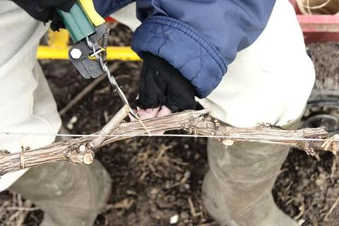  Vine binding Binding with degradable twine at the end of the season. Bind... Stock Photos