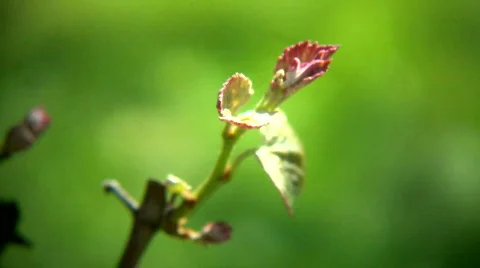 Vine Bine Stock Footage 705036