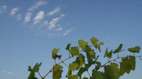 Vine branch against the sky 库存影片 28674689