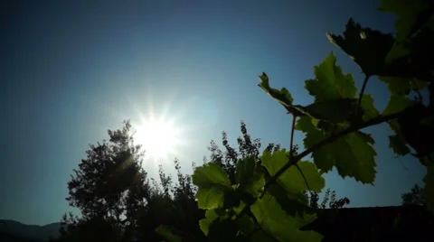Vine branch Stock Footage 27932308