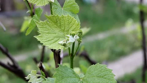 Vine branch grows in a vineyard, early spring Stock Footage 236628233