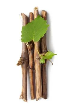 Vine branch Stock Photos