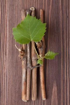 Vine branch Stock Photos