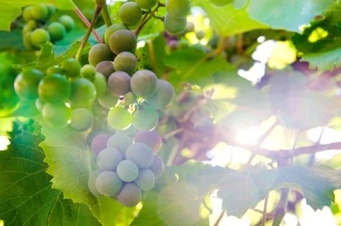 Vine branch Stock Photos