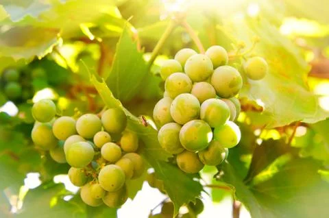 Vine branch Stock Photos
