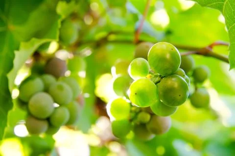 Vine branch Stock Photos