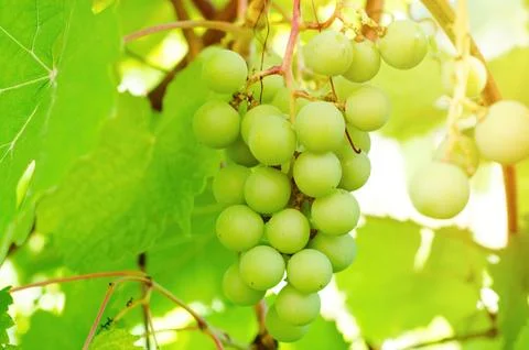 Vine branch Stock Photos